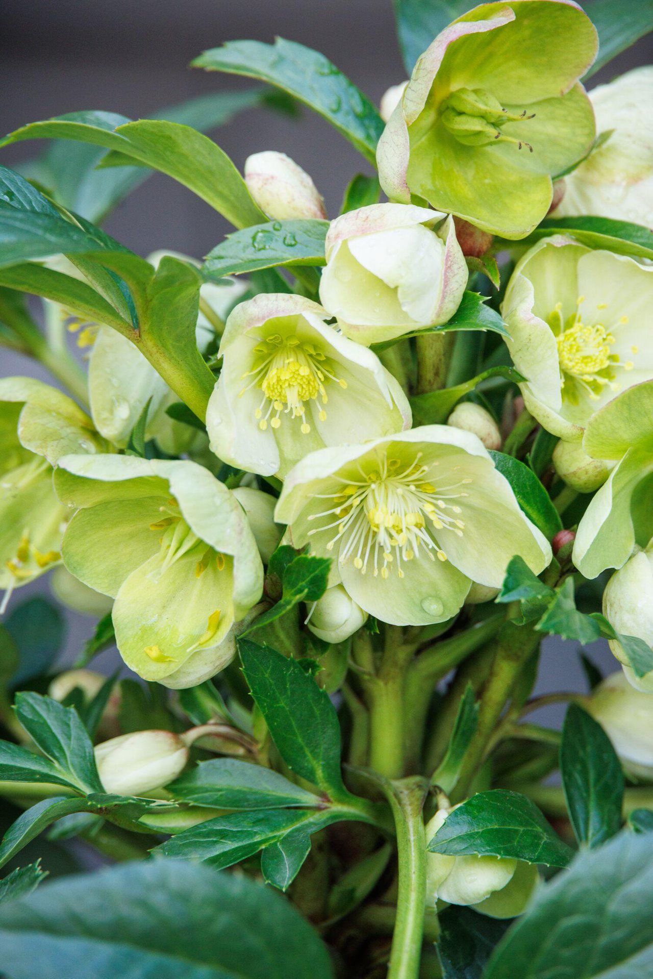 Close-up of Monrovia-Hellebore-Endless and its pretty white flowers.